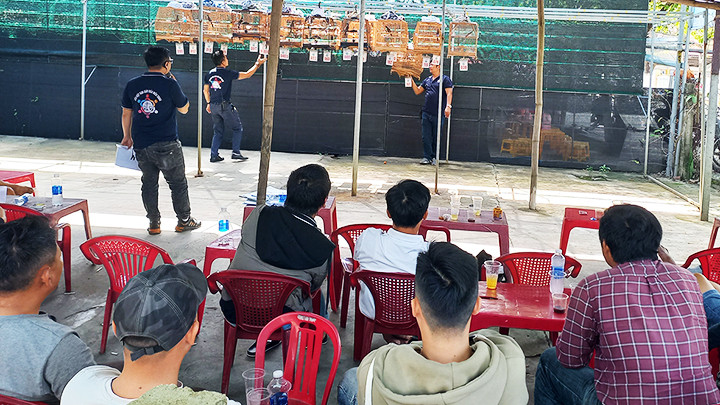 Quán cà-phê là nơi tụ họp của những người thích nuôi chim.