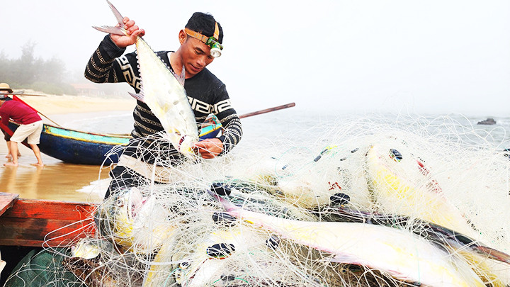 Ngư dân Phan Minh Phương ở xã Đức Trạch, huyện Bố Trạch sau một đêm ra khơi trúng đậm mẻ lưới với gần 100 con cá bè vàng.