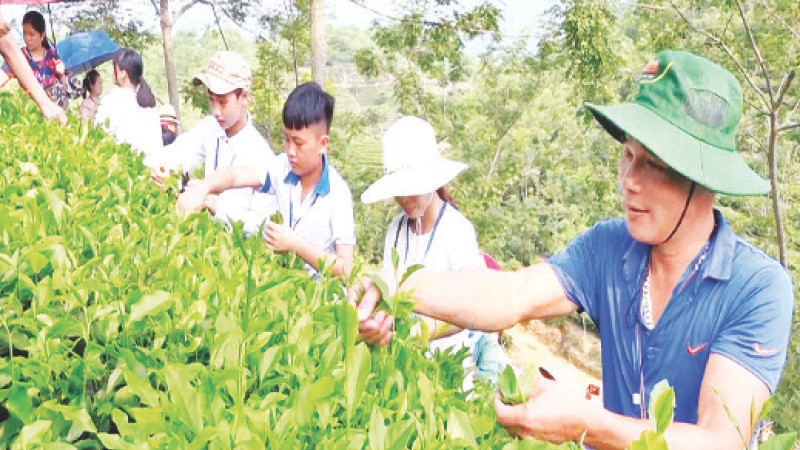 Du khách trải nghiệm hái chè ở huyện Sơn Dương.