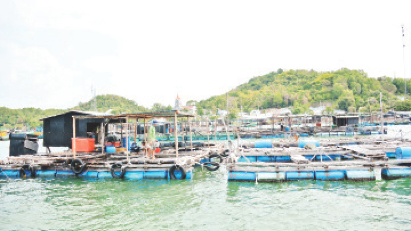 Người dân xã Tiên Hải, thành phố Hà Tiên nuôi cá bằng lồng bè trên biển.