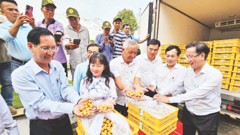 Lô thanh nhãn của Tổ hợp tác Trạng Tí Garden chuẩn bị xuất khẩu sang thị trường Mỹ.
