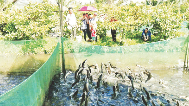 Du khách xem cá lóc bay tại cồn Sơn.