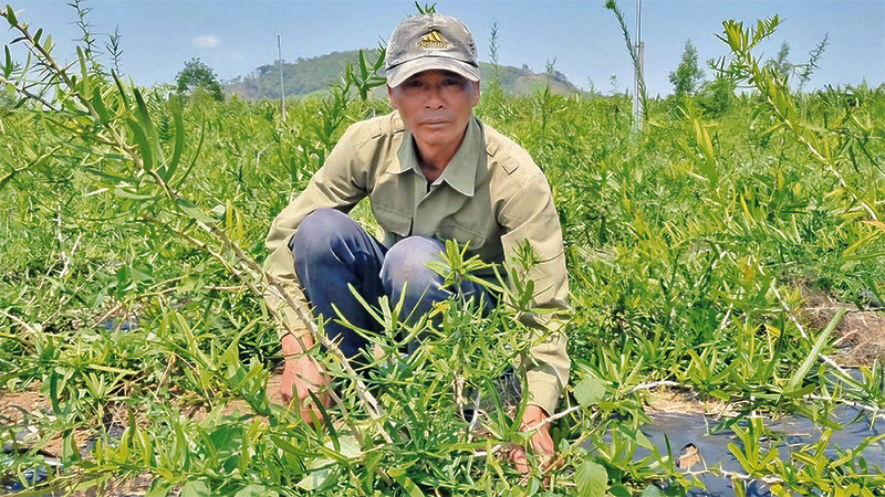 Anh Đinh Văn Túc là người tiên phong đưa cây xáo tam phân về trồng tại xã Hải Yang.