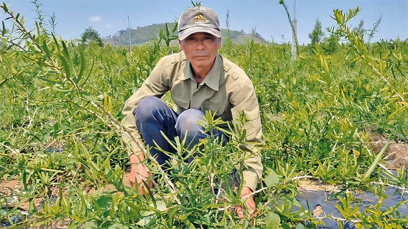 Anh Đinh Văn Túc là người tiên phong đưa cây xáo tam phân về trồng tại xã Hải Yang.