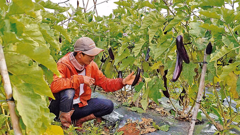 Mô hình trồng cà tím hữu cơ của người dân xã Tà Năng, huyện Đức Trọng mang lại hiệu quả kinh tế cao.