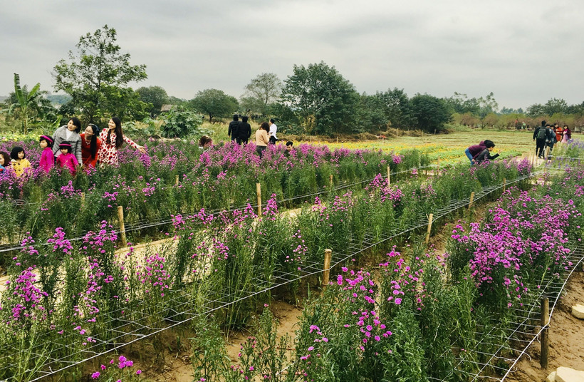 Du khách tham quan một vườn hoa xuân tại Hà Nội.