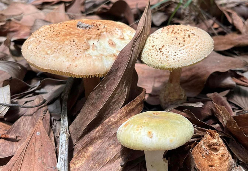 Loại nấm ông Hoàng mua không rõ loại, tương tự “nấm hột gà”, sau đó chế biến cho gia đình cùng ăn.