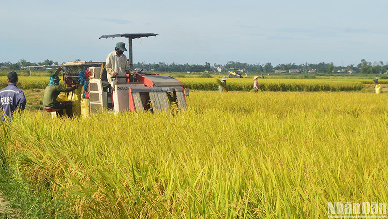 Tỉnh Quảng Ngãi đạt kết quả khá toàn diện sau gần 3 năm thực hiện kế hoạch tái cơ cấu lại ngành nông nghiệp.