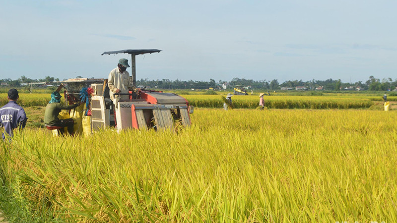 Năm 2023, vùng Đông Nam Bộ, Tây Nguyên và duyên hải Nam Trung Bộ đạt tổng sản lượng thóc ước 6,2 triệu tấn, tăng 130 nghìn tấn so với năm 2022. 