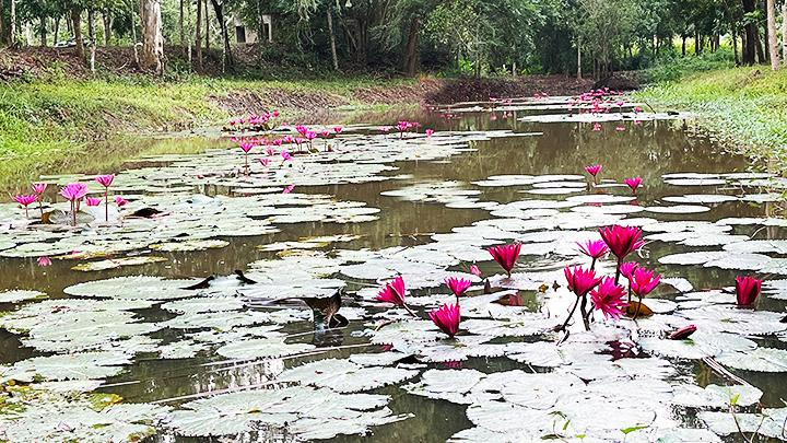 Một góc sông Trăng được bộ đội biên phòng cải tạo, trồng hoa súng.