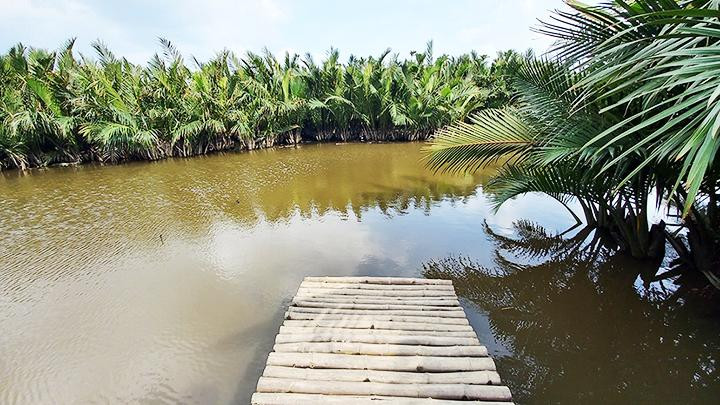 Ngẩn ngơ dừa nước Cẩm Thanh