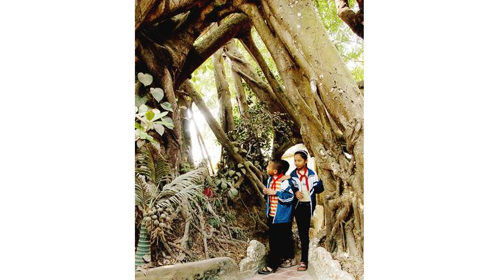 Xốn xang cổ thụ