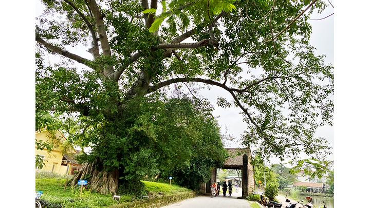 Cuối tuần về làng cổ Đường Lâm