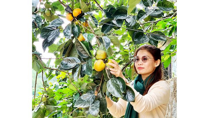 Hồng thơm trên tay người