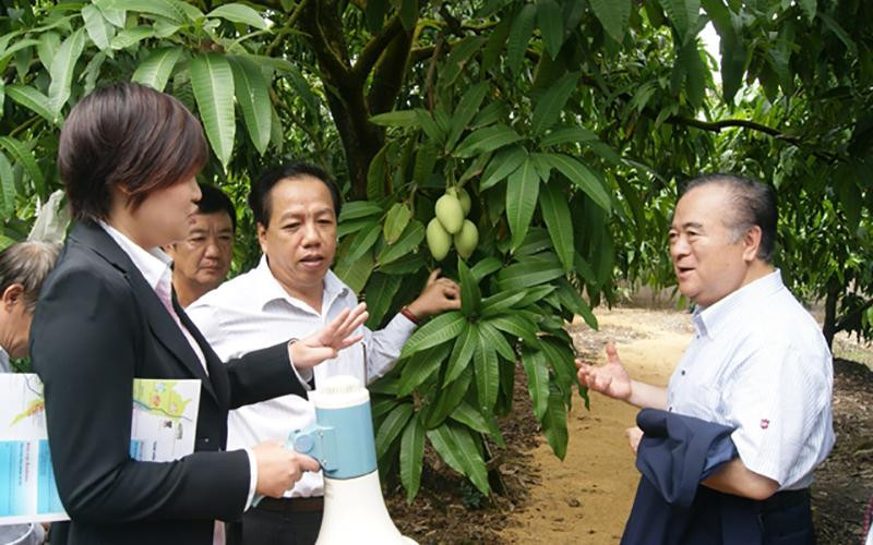 Đoàn công tác tỉnh Ibaraki (Nhật Bản) tìm hiểu về ngành hàng xoài của tỉnh Đồng Tháp. (Ảnh HỮU NGHĨA)