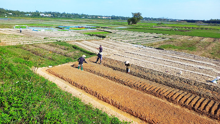 Mùa gieo trồng bên cánh đồng Ia Chanh.