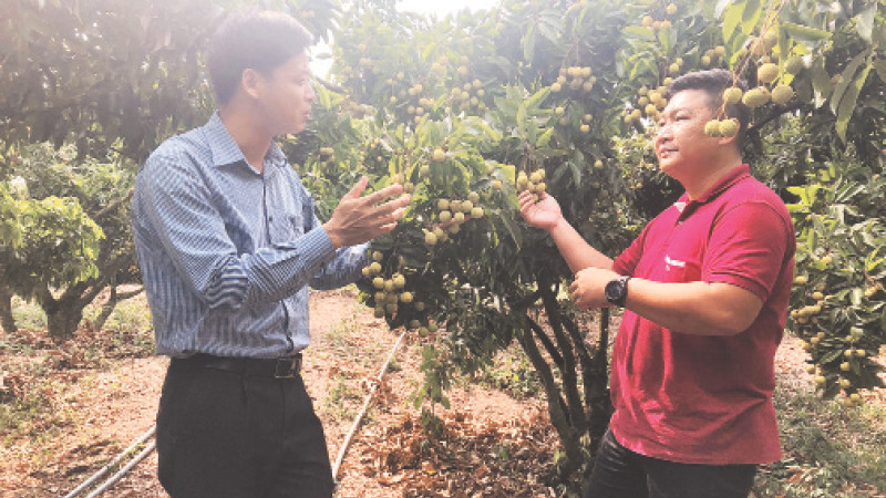 Vùng chuyên canh nhãn hữu cơ tại Tây Ninh.