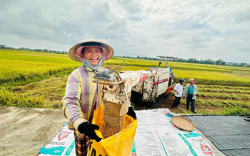 Xã viên Hợp tác xã nông nghiệp Điện Trung thu hoạch lúa đặc sản T100 và ST24.