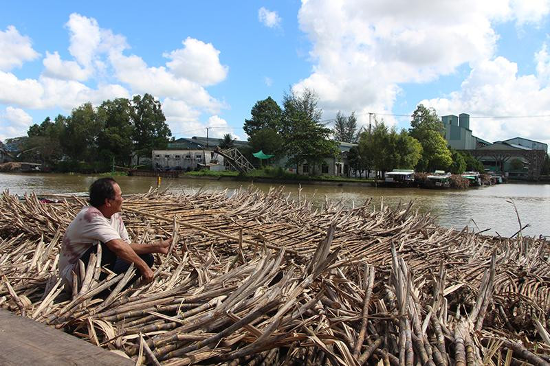 Nông dân xót lòng chờ cân mía.