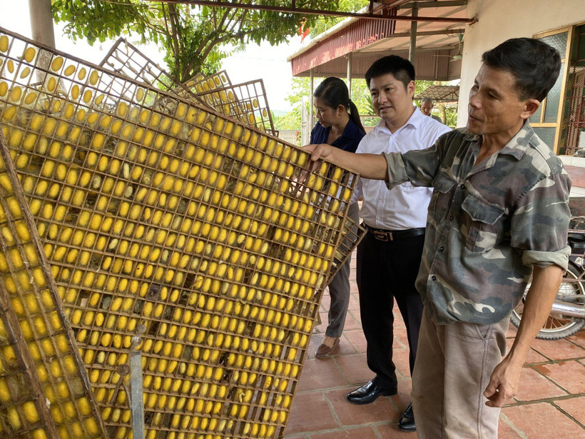 Đồng chí Trần Công Sử (người đầu tiên từ phải sang), Bí thư Chi bộ thôn Đồng Sâm, xã Báo Đáp, huyện Trấn Yên (Yên Bái) cùng cán bộ khuyến nông kiểm tra mô hình tằm ươm tơ của người dân trong thôn.