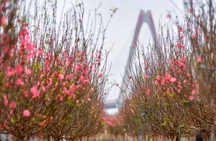Ảnh THÀNH ĐẠT.