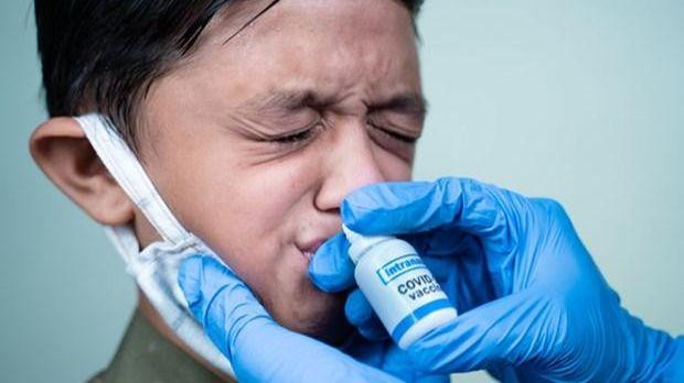 Australia phát triển một loại vaccine dạng nhỏ mũi có thể giúp cơ thể tăng cường khả năng bảo vệ trước virus gây bệnh Covid-19. (Nguồn: Drugtargetreview)