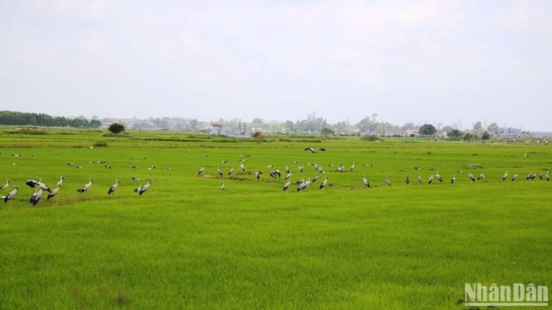 Đàn cò nhạn kiếm ăn trên những cánh đồng, thức ăn chính là ốc bươu vàng.