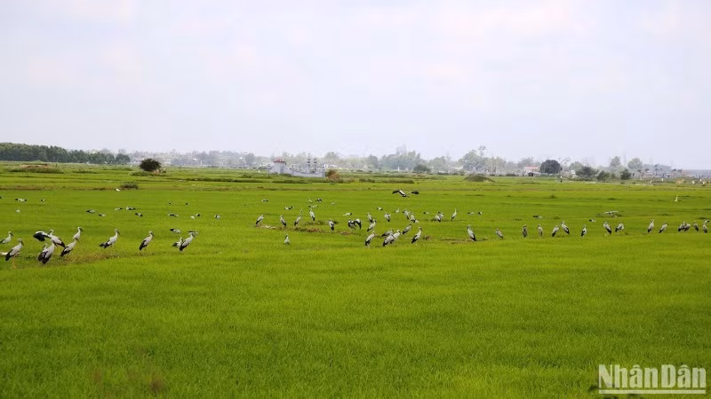 Đàn cò nhạn kiếm ăn trên những cánh đồng, thức ăn chính là ốc bươu vàng.