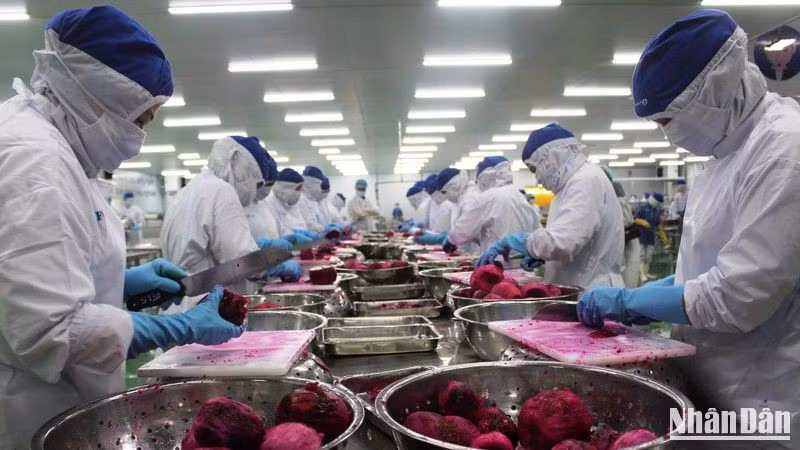 Công nhân một dây chuyền sản xuất của Công ty Lavi Food, Bến Lức, Long An. (Ảnh: THANH PHONG)