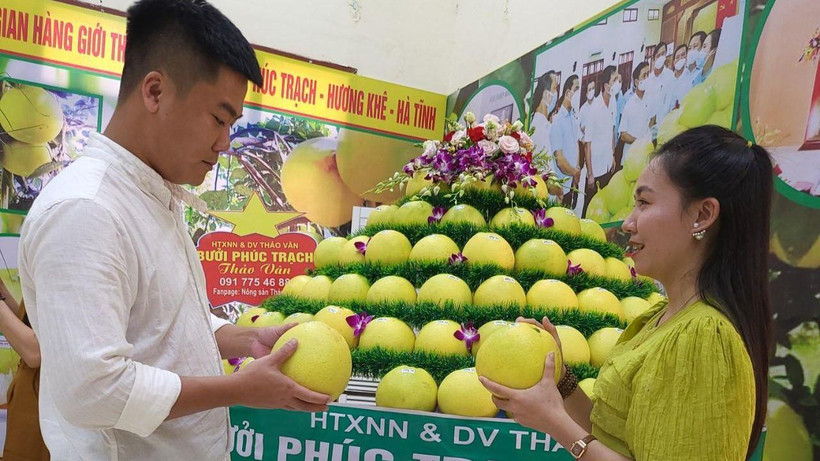 Bưởi Phúc Trạch được coi là đệ nhất danh quả được người tiêu dùng ưa chuộng bởi chất lượng sản phẩm và giá trị dinh dưỡng.