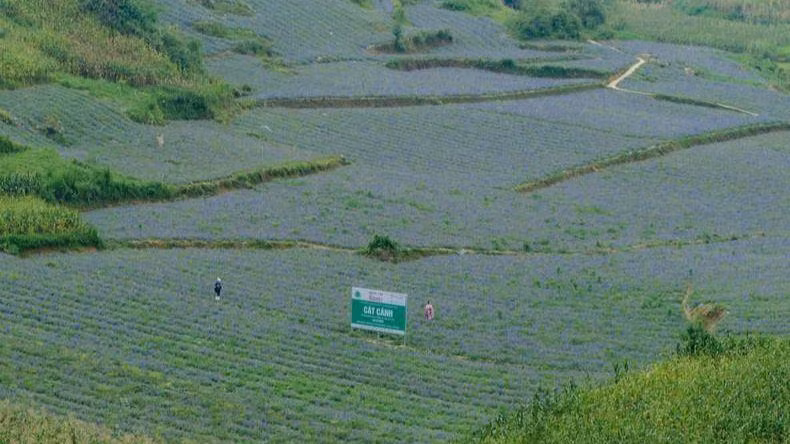 Người dân Bắc Hà, Lào Cai trồng cây Cát cánh.