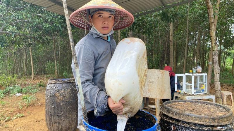Giá mủ cao su tăng gần gấp đôi, người nông dân huyện miền núi Sông Hinh, Phú Yên có thu nhập cao.