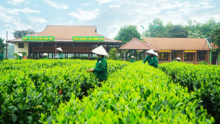 Việc thu hoạch chè được tuân thủ kỹ thuật và thời gian để bảo đảm chất lượng.