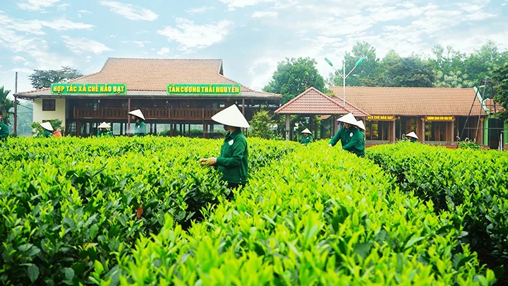 Việc thu hoạch chè được tuân thủ kỹ thuật và thời gian để bảo đảm chất lượng.