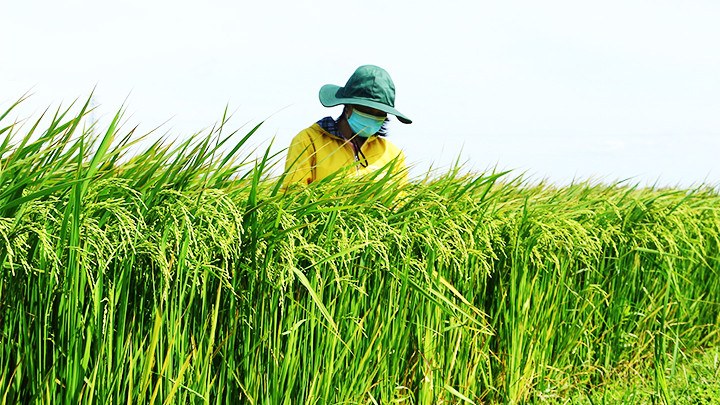 Chọn tạo các giống lúa mới giúp hệ sinh thái trồng trọt-sản xuất bền vững.