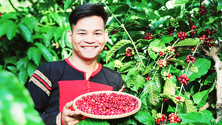 Y Pốt khởi nghiệp từ những hạt cà-phê được làm theo cách truyền thống của người Ê Đê.