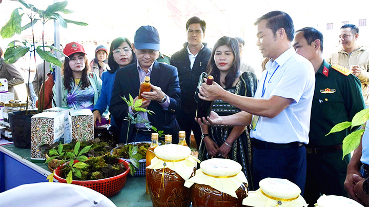Gắn du lịch với sâm Ngọc Linh