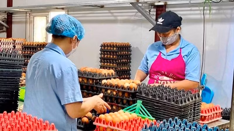 Công ty cổ phần thực phẩm Tiên Viên (huyện Chương Mỹ, thành phố Hà Nội) mở rộng sản xuất kinh doanh từ nguồn vốn tín dụng của Agribank.