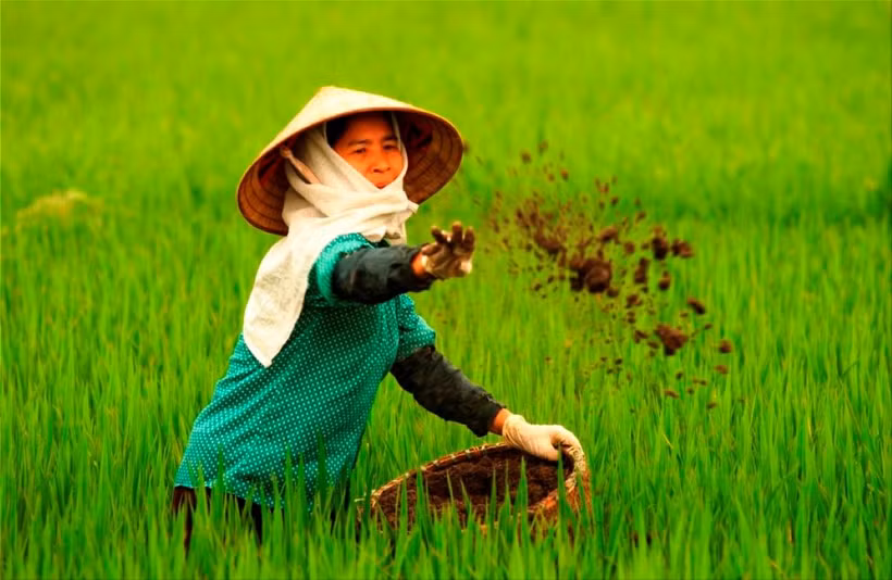 Nâng cao hiệu quả sản xuất từ sử dụng đúng phân bón