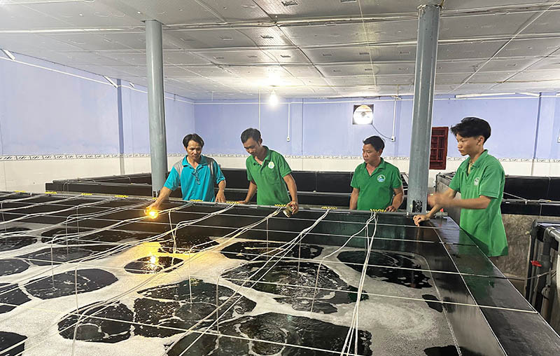 Kỹ thuật viên Công ty TNHH Sản xuất giống thủy sản Hồ Trung kiểm tra quá trình tôm con sinh trưởng.