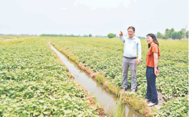 Ruộng khoai lang giống của xã Tân Thành, huyện Bình Tân, tỉnh Vĩnh Long. 