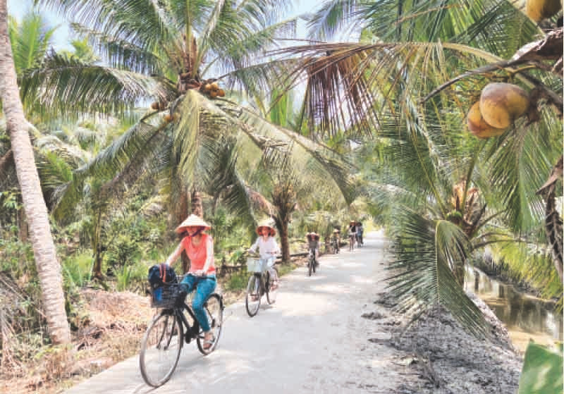 Khách du lịch đạp xe trong vườn dừa.