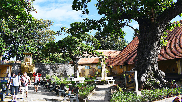 Cây bàng ở trại giam Phú Hải (Côn Đảo) được công nhận là Cây di sản.