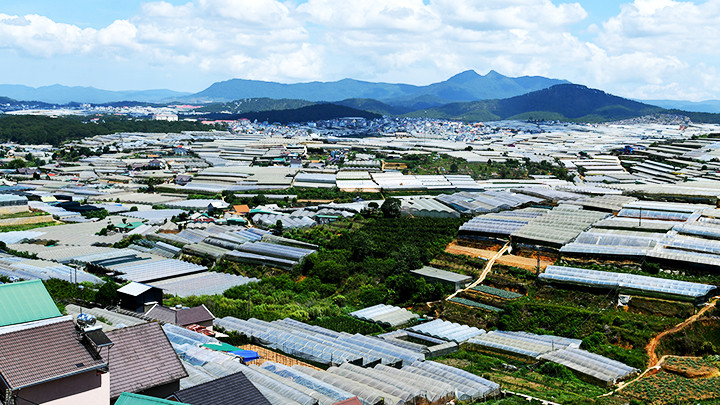 Nhà kính lấn át không gian xanh của thành phố Đà Lạt.