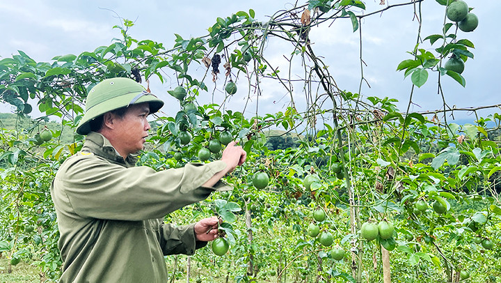 Chanh leo không còn là trái vàng của người nông dân Sơn La.