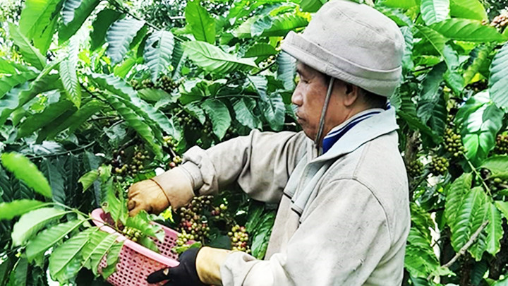 Ông Vinh bên rẫy cà-phê.