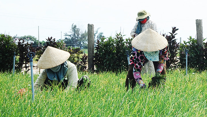 Làm đồng. Ảnh: NGUYỆT ANH
