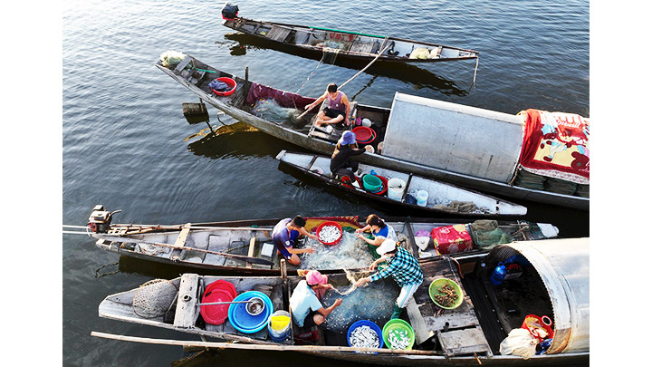 Cuộc sống bình dị trên phá Tam Giang.