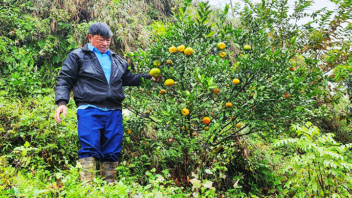 Ông Lừng thăm vườn quýt.