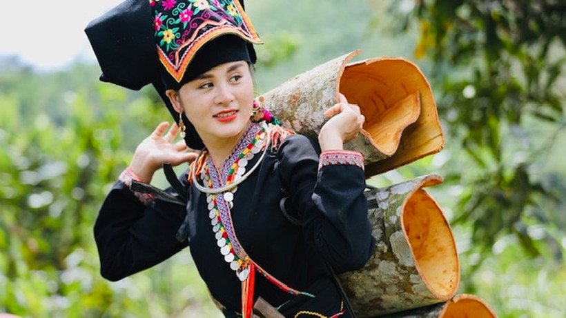 Thu hoạch quế tại huyện Văn Yên (Yên Bái).
